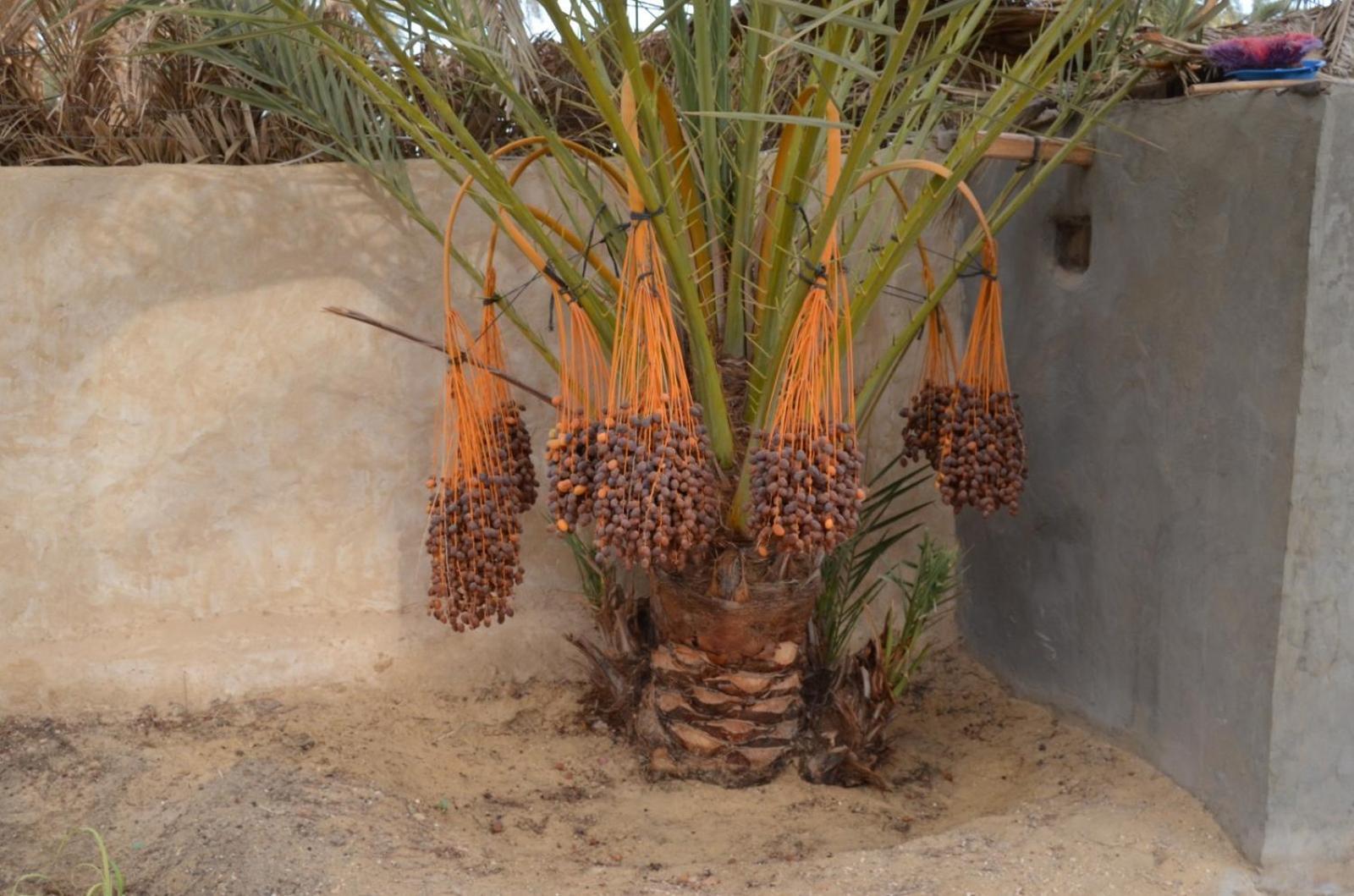 Siwa Spot Apartment Siwa Oasis Bagian luar foto