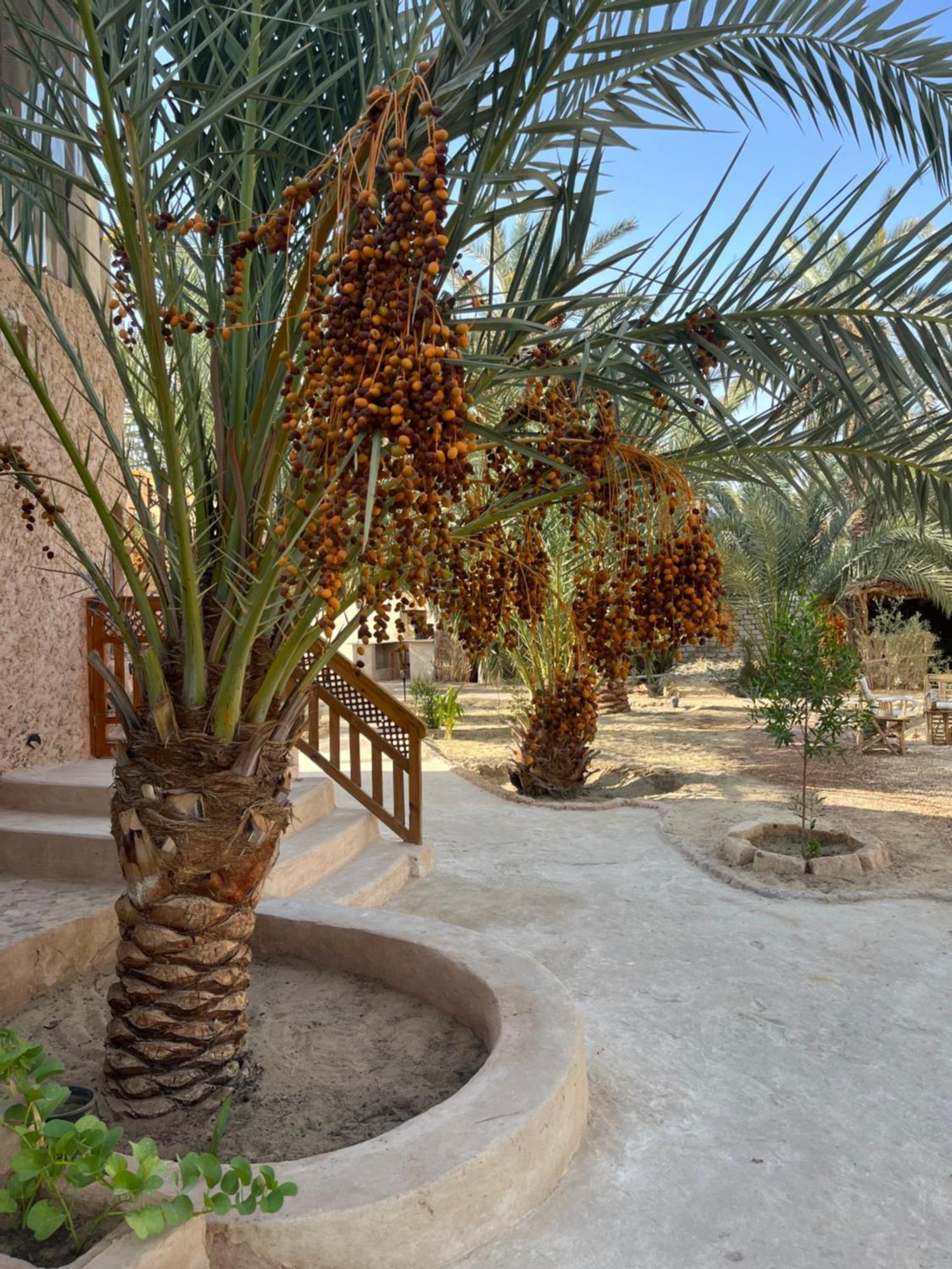 Siwa Spot Apartment Siwa Oasis Bagian luar foto